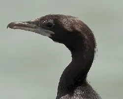 Phalacrocorax niger