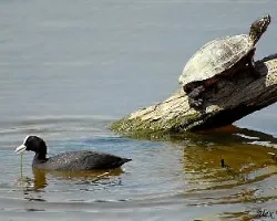 European Coot