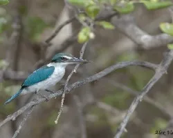 Collared Kingfisher