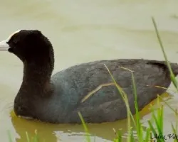 European Coot 2