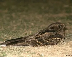 Long-tailed Nightjar
