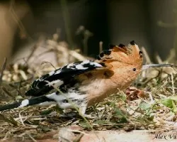 Eurasian Hoopoe