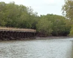 Laem Pak Bia - river and mangrove