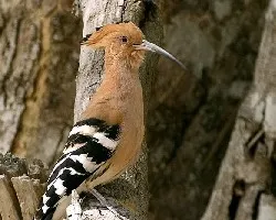 Eurasian Hoopoe