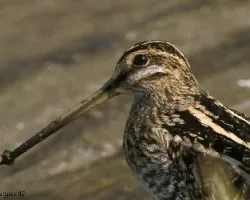 Common Snipe - retrato