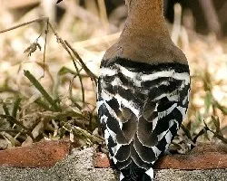 Eurasian Hoopoe - espalda