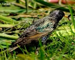 Spotted Starling