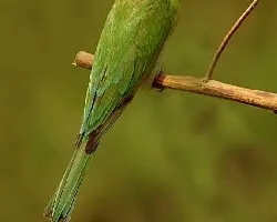 Green Bee-eater