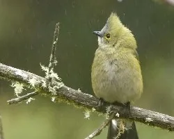 Ahora la Nenita