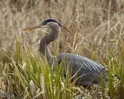 Great Blue Heron - hunting