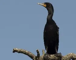 Phalacrocorax auritus