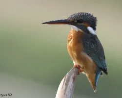 Common Kingfisher de frente