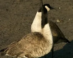 Canada Goose