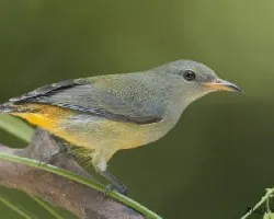 Orange-bellied Flowerpecker - adulto hembra