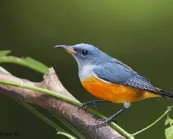Orange-bellied Flowerpecker - adulto macho