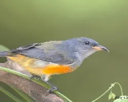 Orange-bellied Flowerpecker - juvenil