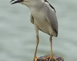 Black-crowned Night-Heron adult