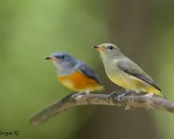 Orange-bellied Flowerpecker - fantasma
