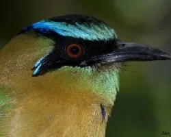 Blue-crowned Motmot - retrato