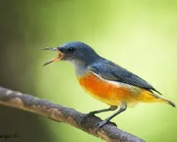 Orange-bellied Flowerpecker - adult male - screeming