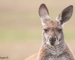 Red Kangaroo - portrait