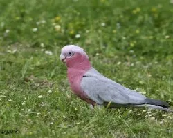 Galah 1