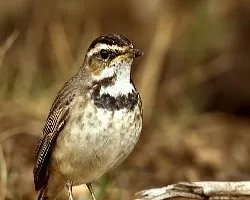 Bluethroat - hembra