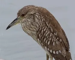 Black-crowned Night-Heron juvenile