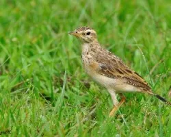 Paddyfield Pipit