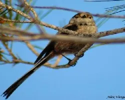 Long-tailed Tit