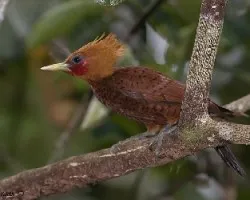 Rufous-collared WP