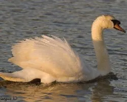Mute Swan