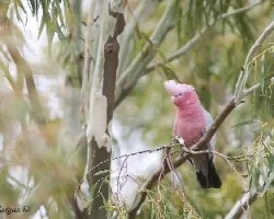 Galah 2