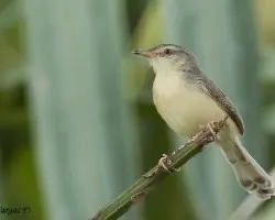 Plain Prinia