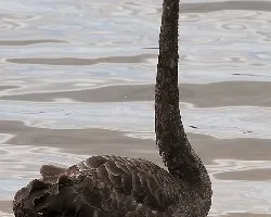 Black Swan 1