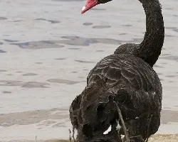 Black Swan 2