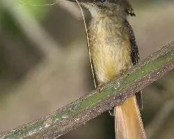 Royal Flycatcher