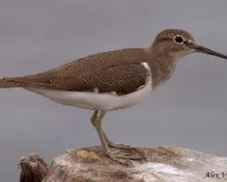 Common Sandpiper
