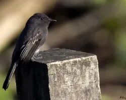 Black Phoebe