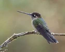 Magnificent Hummingbird