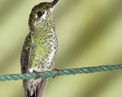 Green-crowned Brilliant - hembra
