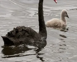 Black Swan 4