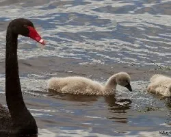Black Swan 5