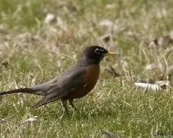 American Robin