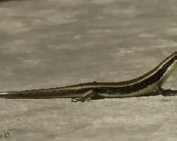 Scincidae Thai
