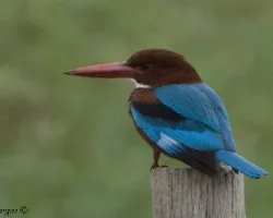 White-throated Kingfisher