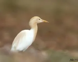 Cattle Egret - breeding