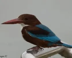White-throated Kingfisher 2