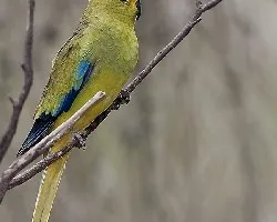 Elegant Parrot 1