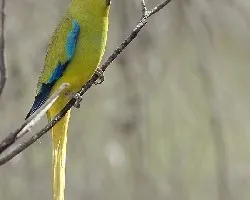 Elegant Parrot 2
